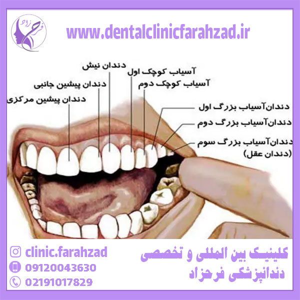 آناتومی دندان ها